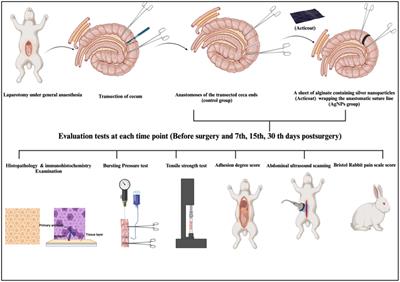 Innovative approach: utilizing silver nanoparticles sheet for improved rabbit cecal anastomosis healing